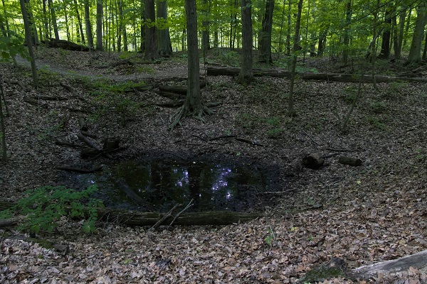 A water filled sunken area of ground in a forest